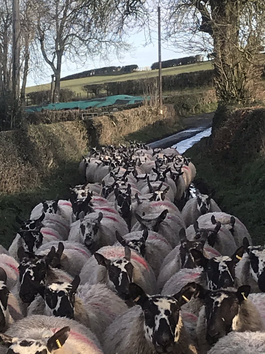 MuleWelsh's tweet photo. Welsh Mules On The Run 🏃‍♂️🐑 https://t.co/MHpwlXScPh