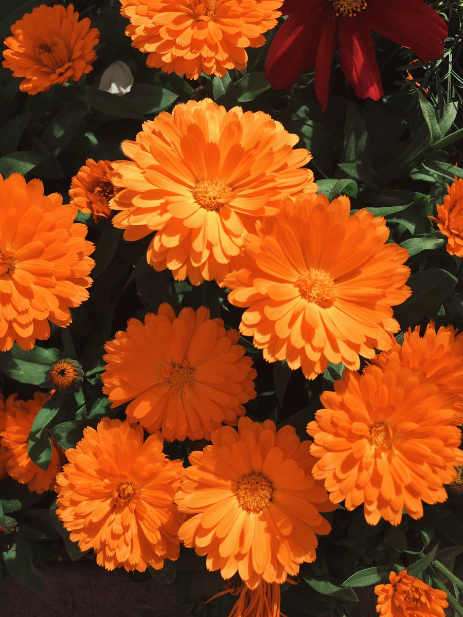 janae_champlin's tweet photo. longing for the sunshine that makes the flowers bloom https://t.co/TD0qWybxCd