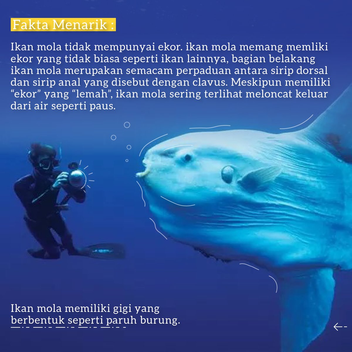 gemarikanhebat's tweet photo. Ikan mola atau nama lainnya “Sunfish”, merupakan satu makhluk terbesar dan paling unik bentuknya di laut. Mola-mola dapat dijumpai di seluruh samudra di dunia. Bahkan di perairan Indonesia sudah beberapa kali ditemukan.

#molamola #sunfish #gemarikan #KKP #KKPRebound https://t.co/Ystz0CdAnO