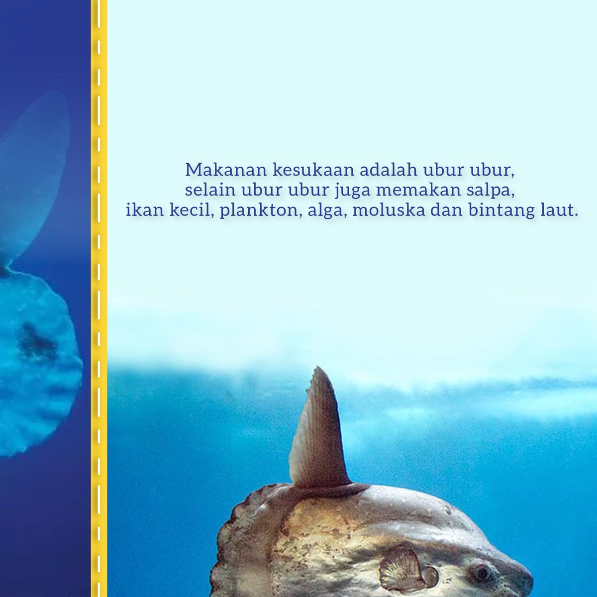 Ikan mola atau nama lainnya “Sunfish”, merupakan satu makhluk terbesar dan paling unik bentuknya di laut. Mola-mola dapat dijumpai di seluruh samudra di dunia. Bahkan di perairan Indonesia sudah beberapa kali ditemukan.

#molamola #sunfish #gemarikan #KKP #KKPRebound