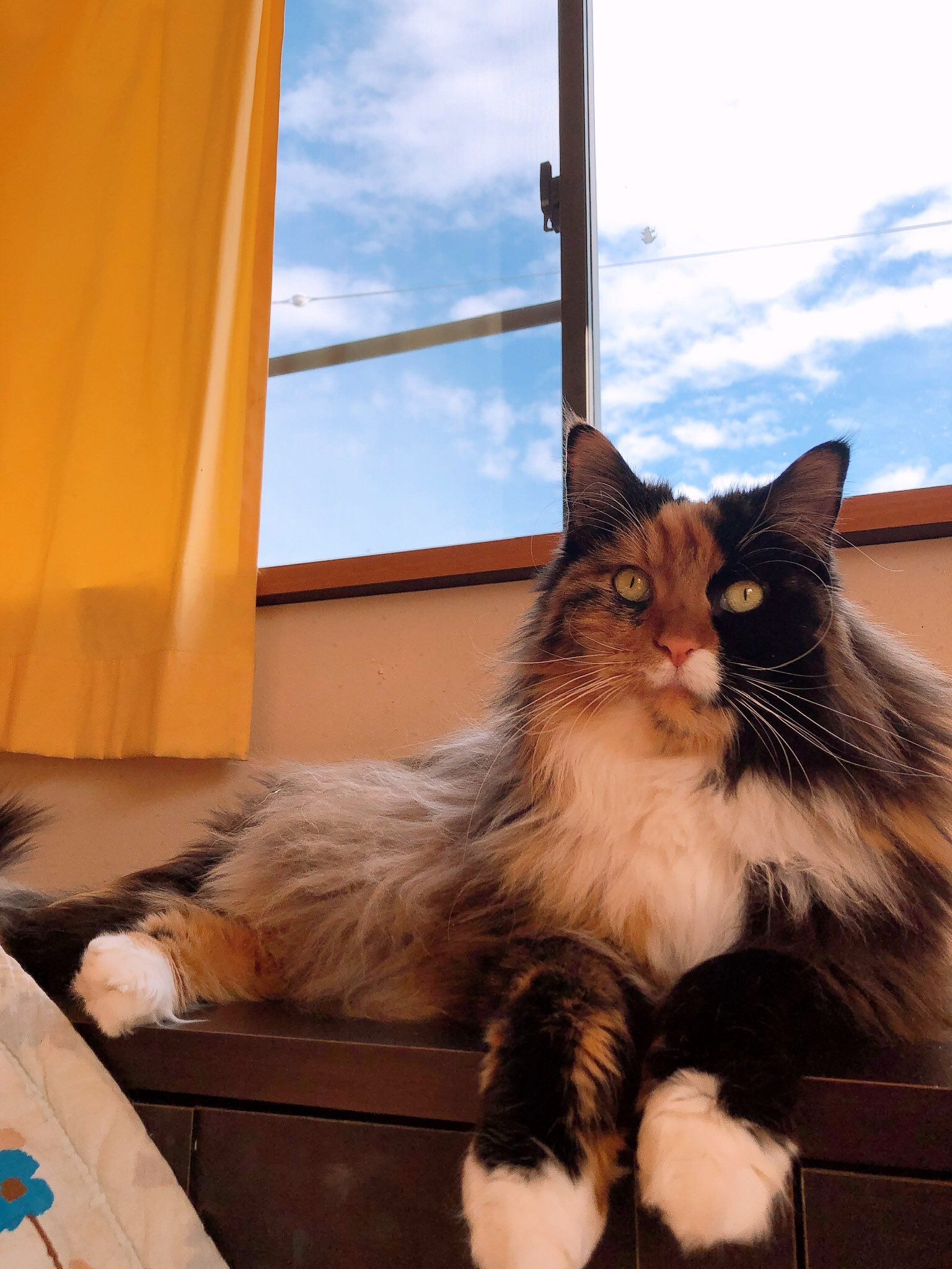 Watamayu Suzuriのセールでちゃっかりメルちゃんトレーナーgetした 親バカ笑 見せたら母も欲しがってたから2枚買えば良かった T Co F5mqjt4ymo Suzuri オリジナルイラスト 猫イラスト メインクーン T Co Gioaizz7xn