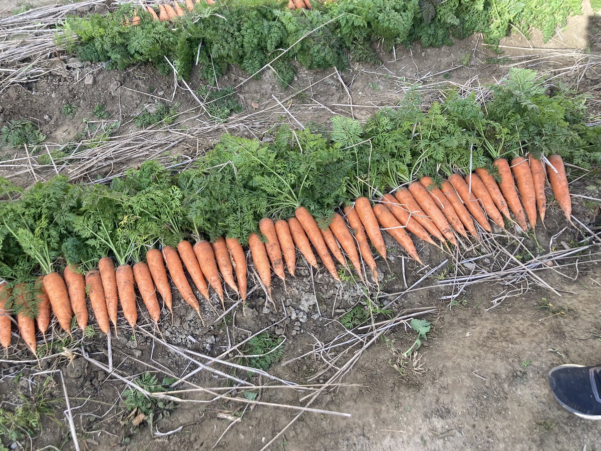 花ごころ通信 畑のニンジンの収穫 これから分析にかけたりと研究室へ 太陽熱養生処理の成果が出ているかな 土はすべてのちから お料理部隊は研究室から帰ってくるのを待ってます 耕運して3月から小松菜と ほうれん草の予定