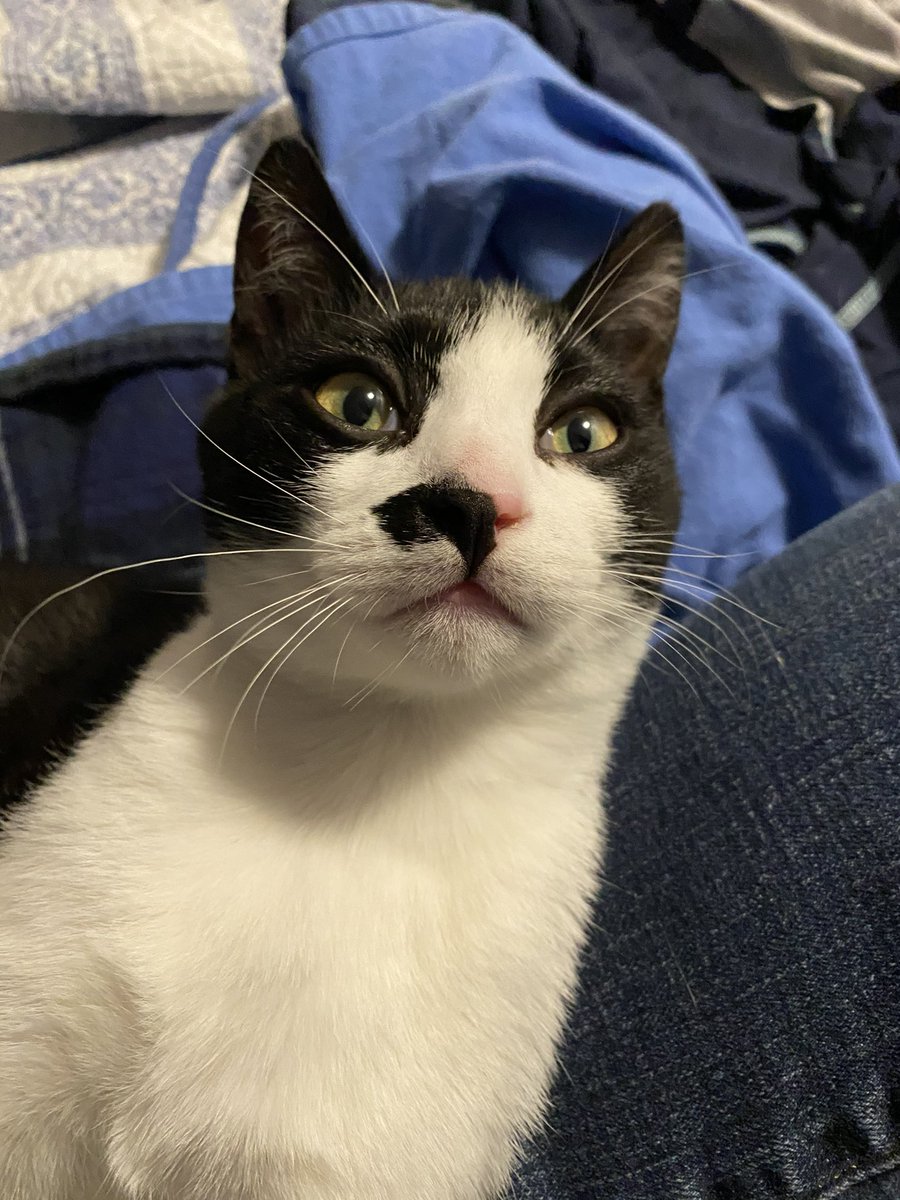FurbuttsT's tweet photo. Mommy said we’re off the charts cute. We fully agree. #kittensoftwitter #CatsOfTwitter #futureweeties #tuxiesrule #tuxiegang https://t.co/40ISm1xLIX