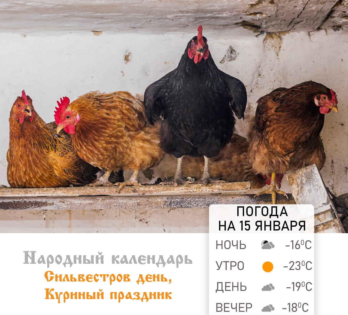 Куры в курятнике