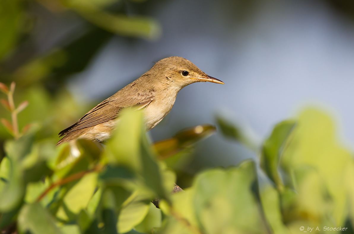 BirdLife Cyprus tweet media