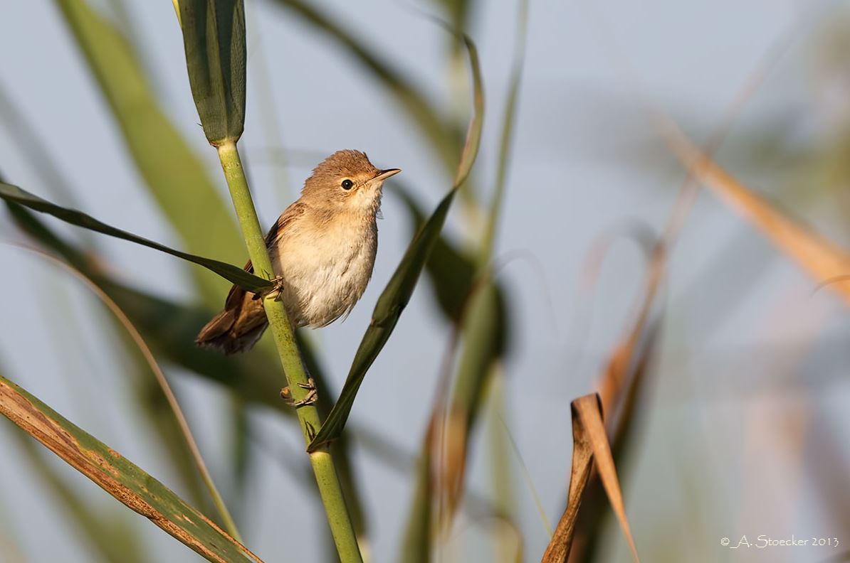 BirdLife Cyprus tweet media