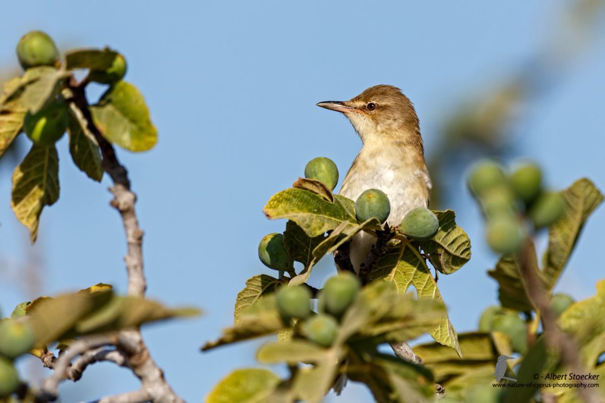BirdLife Cyprus tweet media