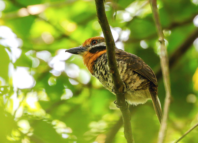 Yesterday we imported 142.450 bird sightings from Suriname. A nice expension of observations in a country full of nature. Did you know that more than 700 bird species have been identified in Suriname? 

Source: surinamebirds.nl
Picture: Spotted Puffbird, Wim Rubers.