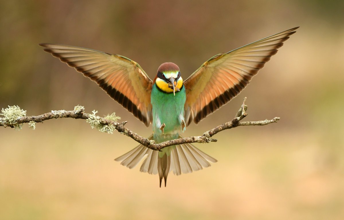 OkavangoDE's tweet photo. Happy flyday! Please enjoy this swallow-tailed bee-eater in Botswana. https://t.co/0ESpAox5yM