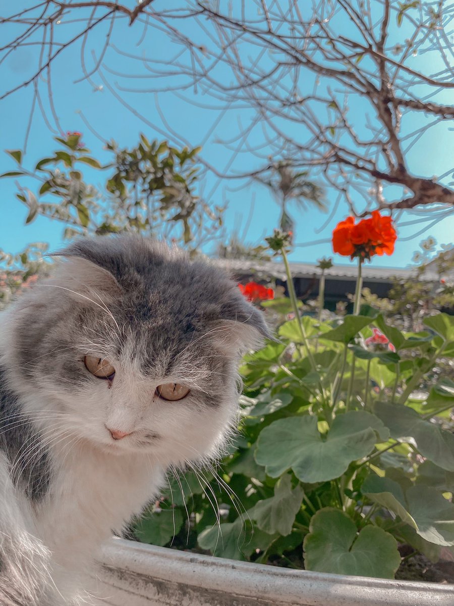 Mavis08560307's tweet photo. Lovely day 🥰
#bơ #mycat #cat #meo #mèo #loveshe #love #cats https://t.co/U1EvEsITnU