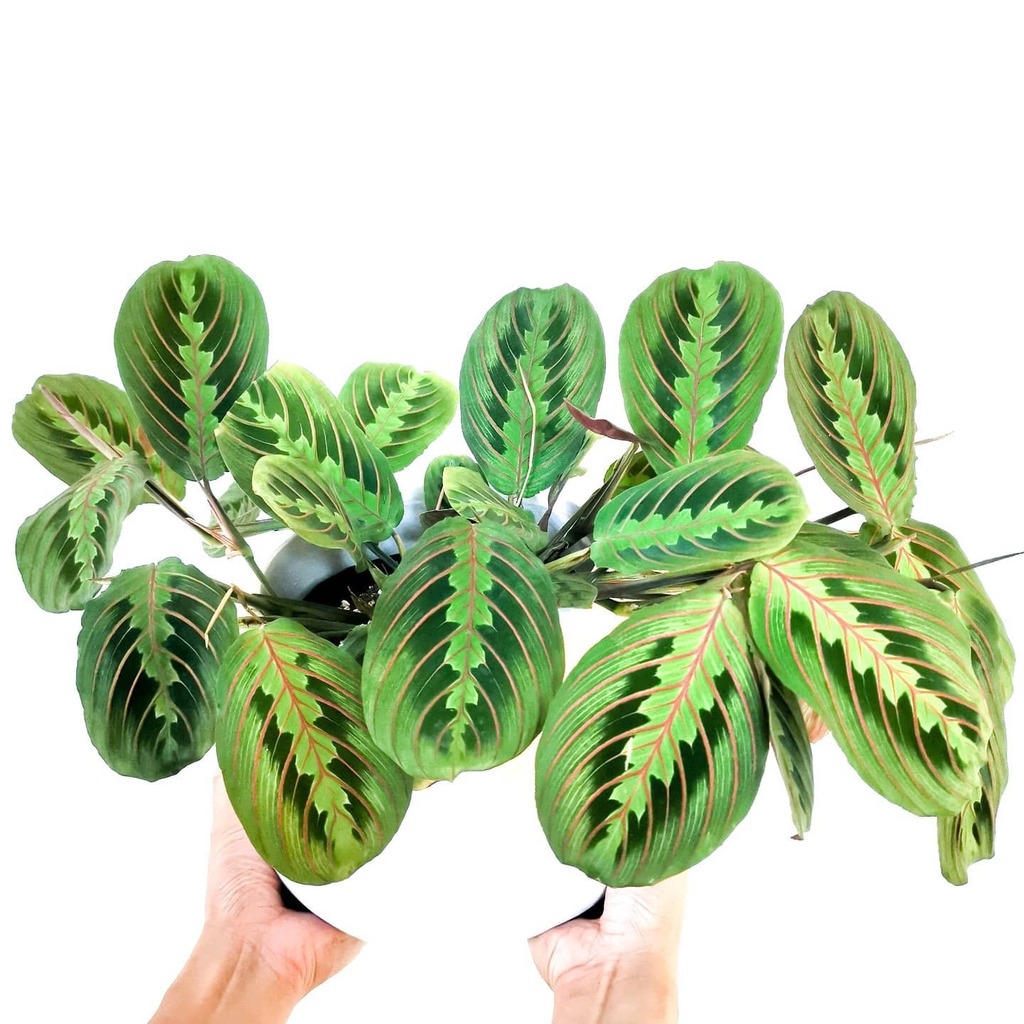 Annual_Leaf's tweet photo. Thanks to my partner's helping hands, I was able to take this photo without dropping either the damn heavy planter or my phone 😅
#maranta #marantaleuconeura #greenyourfeed #greenthumb #flauntyourleaves #plantselfie #plantshelfie #aussieplantclub #helloplantlover #helloplant… https://t.co/HViByGUWtD