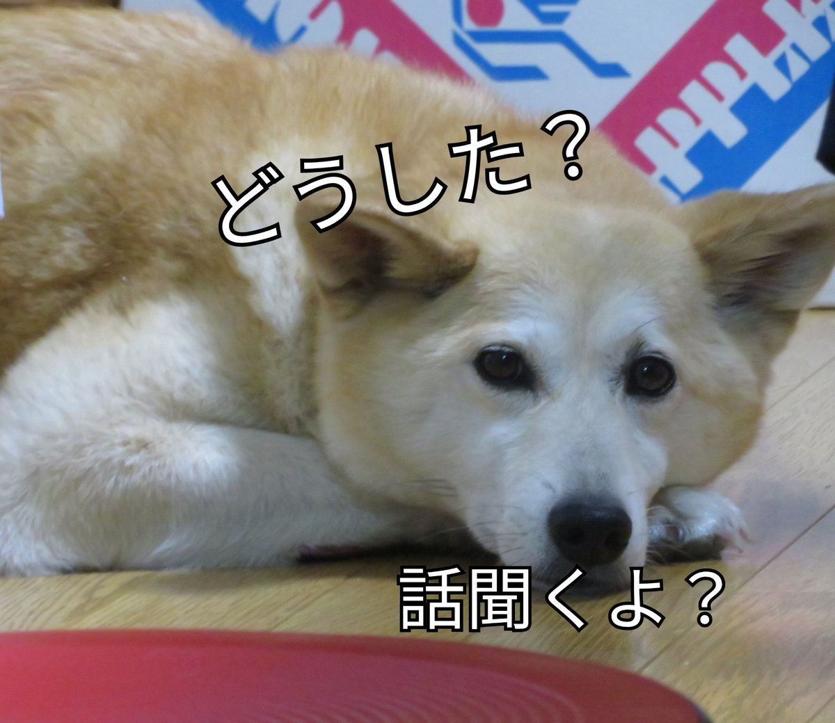 教会犬あずき 湘南恩寵教会 話すと落ち着くことあるし 教会犬 教会 湘南 茅ヶ崎 教会犬あずき 湘南恩寵教会 話すと落ち着くことあるし 教会犬 教会 湘南 茅ヶ崎