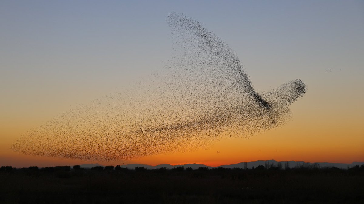xavieraldekoa's tweet photo. De las imágenes de naturaleza más impresionantes que he visto. Una bandada de miles de estorninos forma la silueta de un enorme pájaro. Dos veces. 
El fotógrafo es Daniel Bieber y asegura que no retocó nada de la imagen. Hecha en 2016 en Sant Pere Pescador.

Via @JoaquimCampa https://t.co/SQw0INulhf