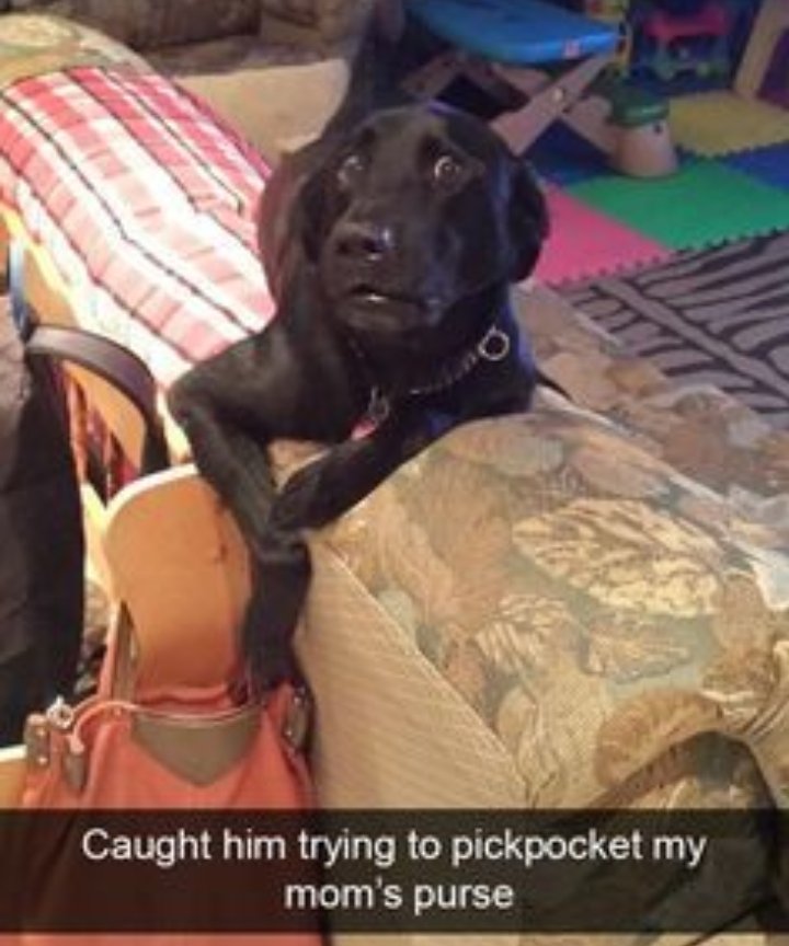 A THREAD of DOGS Being the MOST HILARIOUS Animals on The Planet 