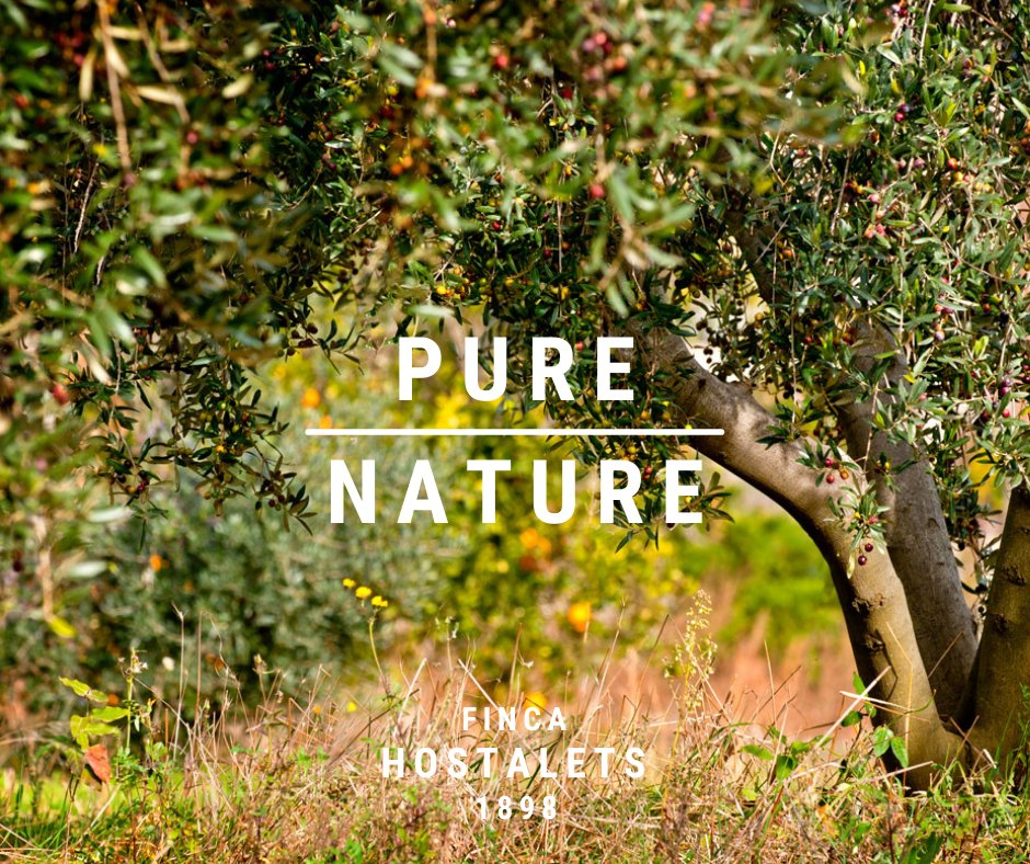 Since 1898 making the highest quality extra virgin olive oil

Visit us at fincahostalets.com

#evoo #organicextravirginoliveoil #organicfood #aove #spanisholiveoil #fincahostalets