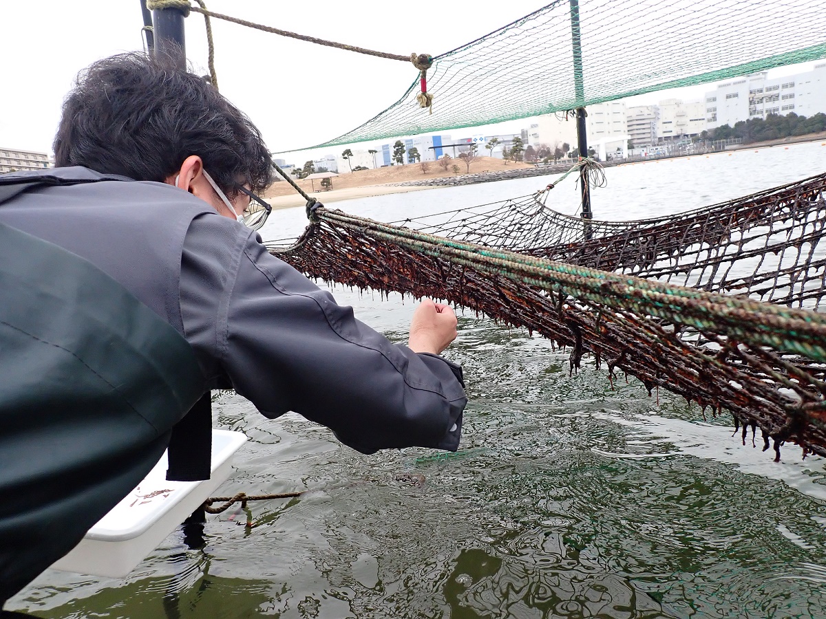 大森 海苔のふるさと館 海苔採り なんと数年ぶりに ノリを収穫しましたぁぁぁ 現在の海苔生産地からすると まだまだの伸びかもしれませんが 大森ふるさとの浜辺では ここまで伸びたのも数年ぶりなので 鳥や魚に食べられる前に 急遽