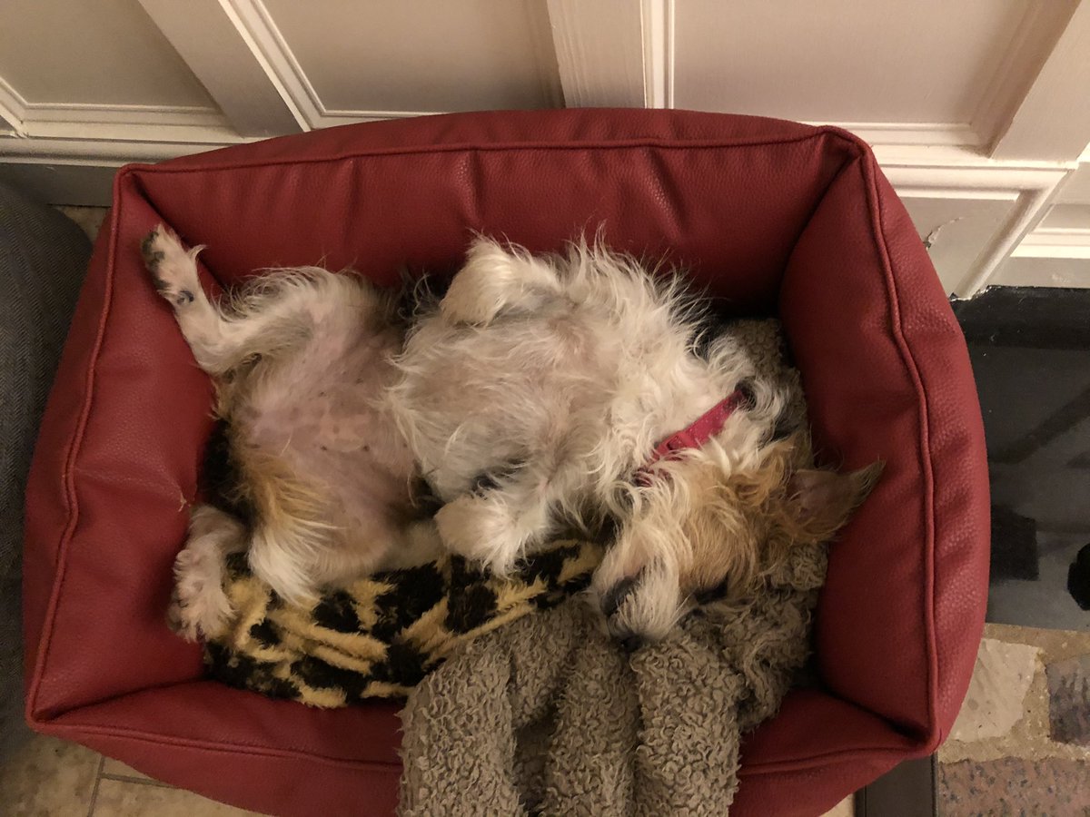 Junior20Office's tweet photo. Briar whispas “Bramble Is it really morning ?? “ 💤 💤 #OJs #lovesleeping https://t.co/1tnbGJexdL