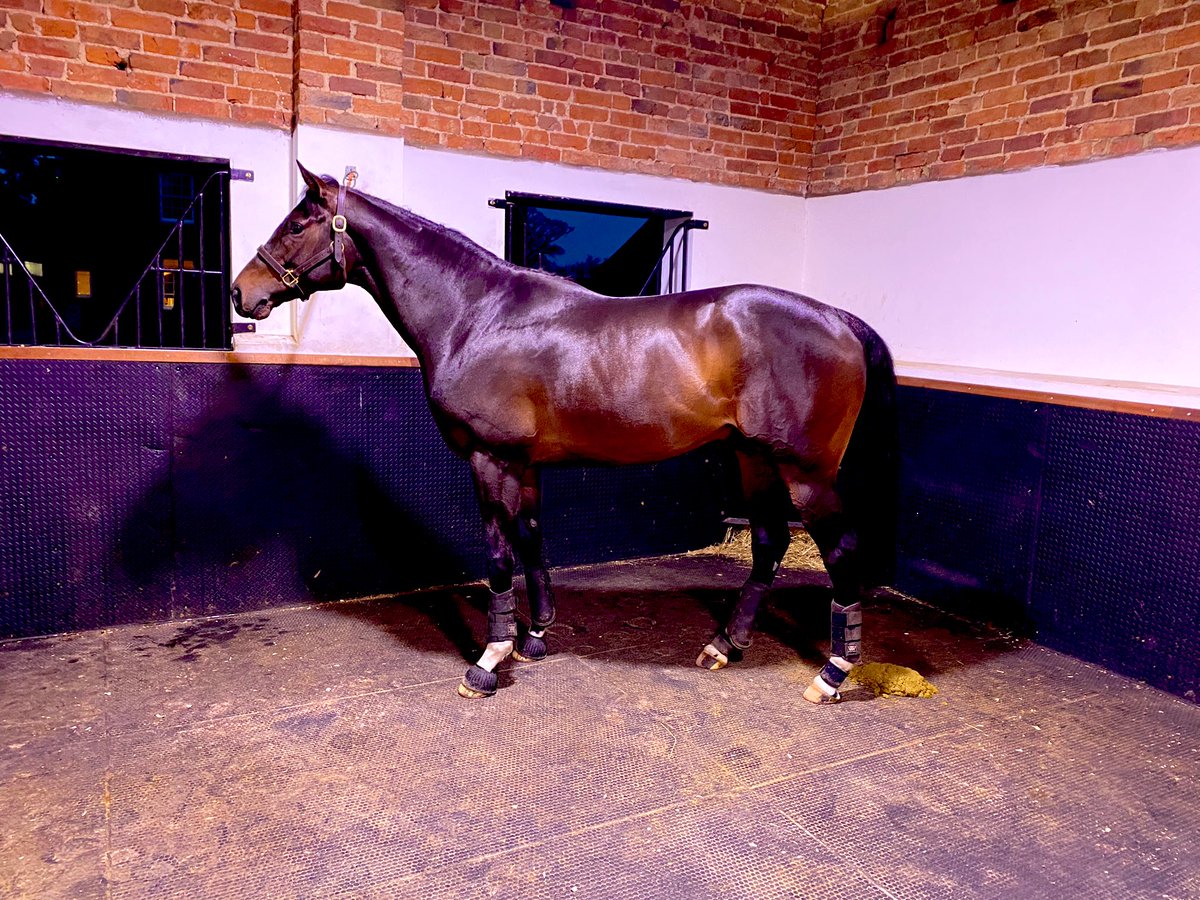 David Redvers (@dredvers) on Twitter photo The boy has transformed into a man! <a href="/Qatar_Racing/">Qatar Racing</a> Kameko after walking this morning <a href="/Tweenhills/">Tweenhills</a> and he’s really starting to look the part. <a href="/AndrewBalding2/">Andrew Balding</a> The boy has transformed into a man! <a href="/Qatar_Racing/">Qatar Racing</a> Kameko after walking this morning <a href="/Tweenhills/">Tweenhills</a> and he’s really starting to look the part. <a href="/AndrewBalding2/">Andrew Balding</a>