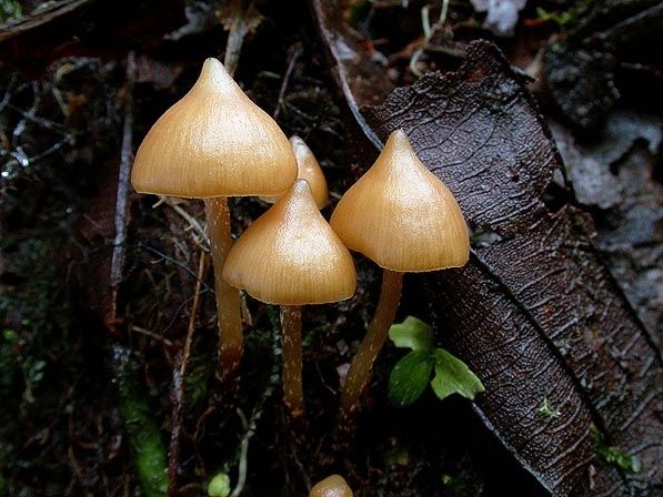 EntheogenicC's tweet photo. Psilocybe plutonia is a small psilocybin mushroom of the family Strophariaceae, believed to contain psilocybin and psilocin. It was first documented from Cuba. An older synonym is Agaricus plutonia. Photo: unknown https://t.co/xUOAjjjYVU
