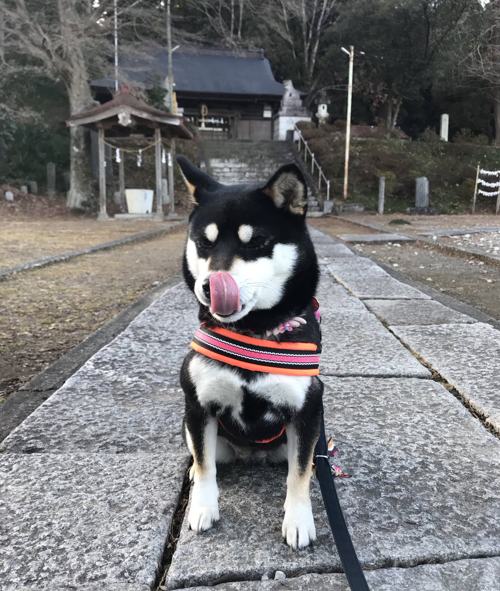 黒柴うた うたまろ 貫禄がでてきたよ 乳首がすごいの 柴犬を崇めよ 犬と散歩 犬と暮らす幸せな時間 妊娠中期