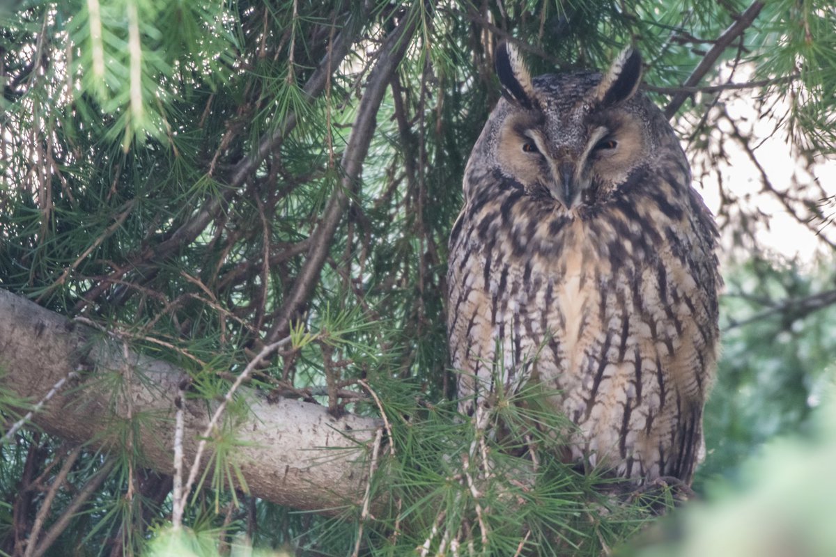 Wow this morning added another major highlight since getting into Birding/Photography 😍🥰
A gorgeous Long eared Owl roosting 😍
#longearedowl #nature #wildlife #birdphotography #owl #TwitterNatureCommunity #Asiootus #ukwildlife https://t.co/oMDClMYP9a