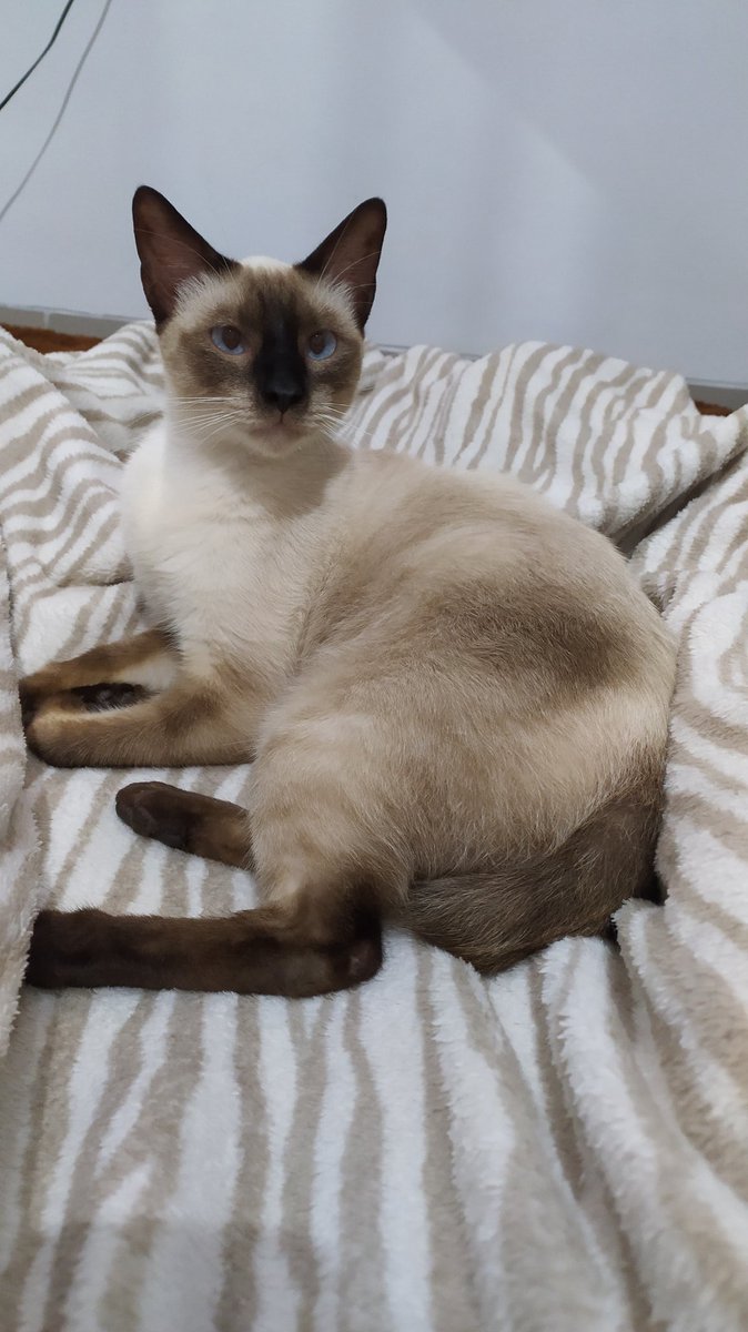 MadonatheCat's tweet photo. OPEN ADOPT

Nama: Si Baong
Umur: 1 tahun lebih 
Jenis Kelamin: Jantan
Ras: Domestik mix Siam
Sudah Disteril
Dom Bandung

Hai temen2, disini aku mau open adopt untuk kucingku si Baong. alasan aku mau adopt karna alasan izin orang tua. Kucing ini udah di steril yaa.. https://t.co/tEBckEzWbw