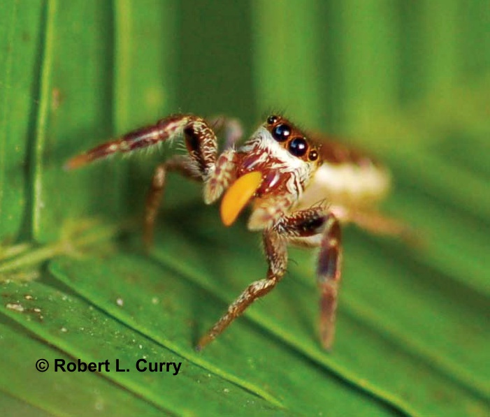 5)Y parece que el linaje de la araña / Bagheera kiplingi / habría encontrado un modo exitoso de aprovechar esa situaciónSe alimenta del mismo "regalo" que las acacias dan a las hormigas y, además, indirectamente se protege de depredadores al vivir en un árbol lleno de hormigas