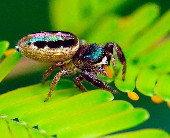 1)Las arañas son un linaje muy diverso y exitoso, con cerca de 50.000 especies.Como es bien sabido, todas son depredadoras ... ¡ESPERA! ¿Todas?  #Sabíasque la araña / Bagheera kiplingi / es principalmente "vegetariana" (herbívora) ?!?!  #fauna  #arañas  #Salticidae