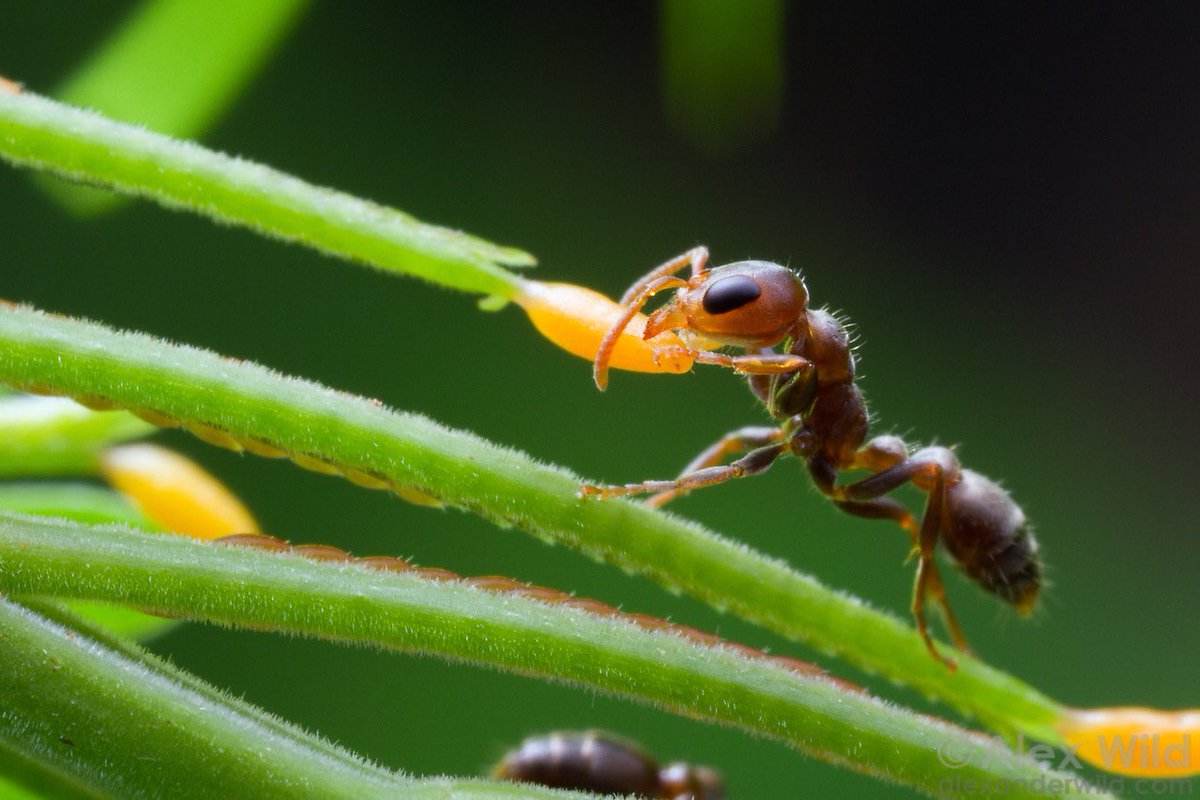 4)Las hormigas del género / Pseudomyrmex / reciben alimento de las acacias y viven en esos árboles.Gracias a eso, las acacias cuentan con un pequeño ejército propio que las defiende de algunos comedores de plantas. #mutualismo  #evolución