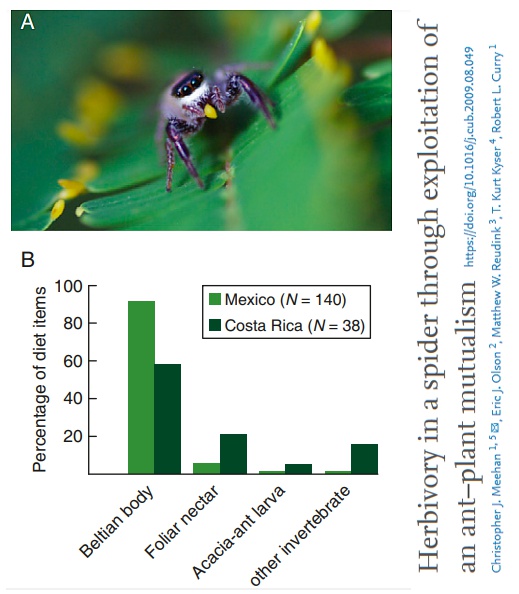 6Esta peculiar araña también consume néctar de esas mismas acacias.Ocasionalmente roba larvas de hormigas, caza alguna pequeña mosca e incluso alguna araña de su propia especie.¡¡Arañas herbívoras!! ... un recordatorio de que en la Evolución lo normal son las excepciones 