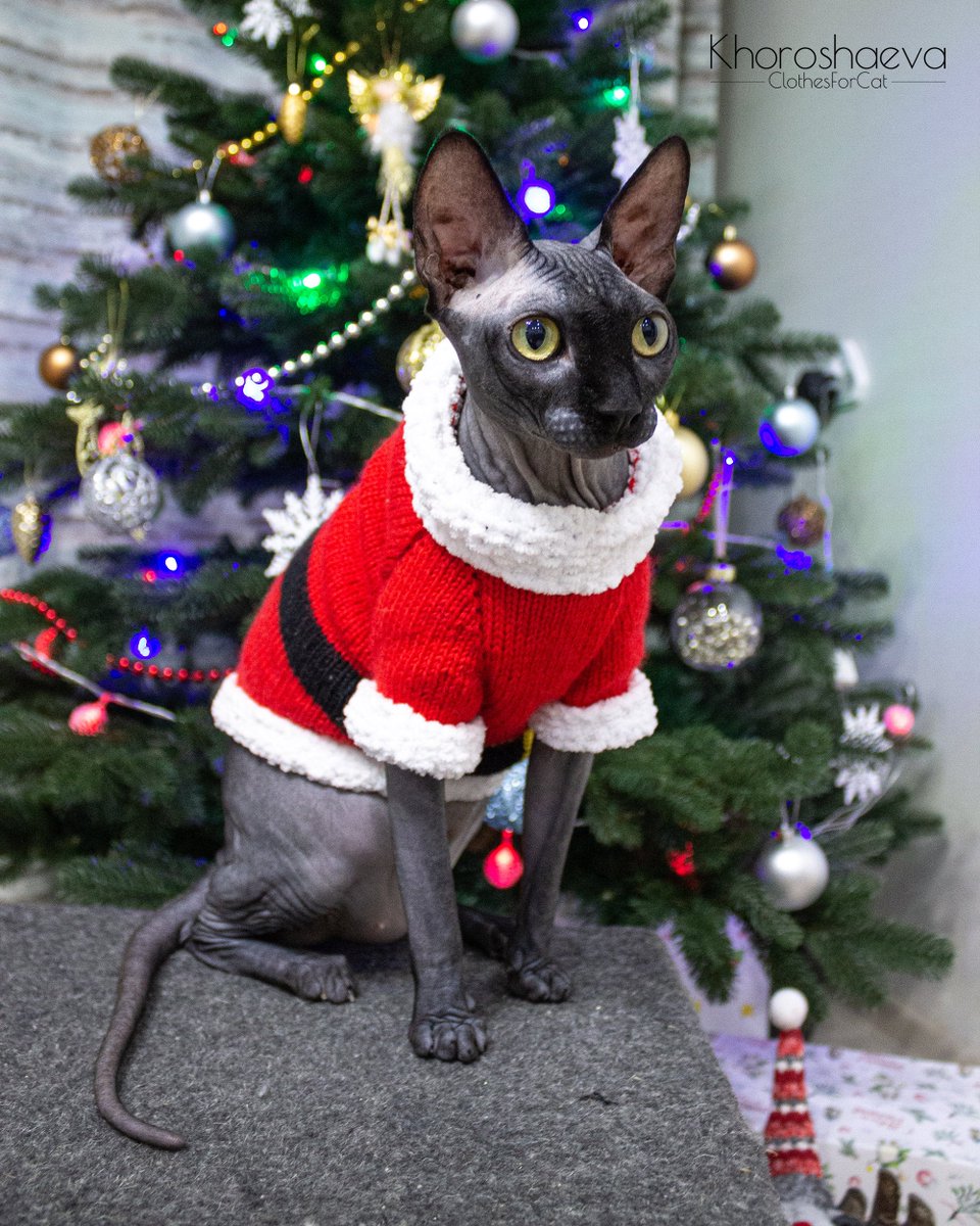 ClothesForCat's tweet photo. Excited to share the latest addition to my #etsy shop: Christmas Seamless sweater for THIN cat knitting pattern + The pattern supplement // Cat santa sweater https://t.co/JMNOYL88uE #barbatmitzvah #christmas #knitting #christmascostume #catknittingpattern #christmasswe https://t.co/IumAXqSdur