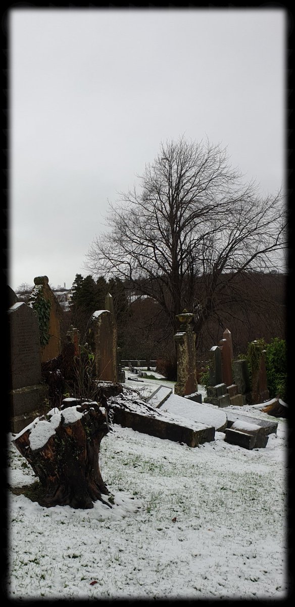TheCemetress's tweet photo. Happy Friday Everyone ⚰🌲✌🏽🖤
From yesterday's walk at
#TheCemeteryNextDoor 
#CemeteryTree 
#Gravestones
#MyView
#Winter https://t.co/XGFjmQ1jEw