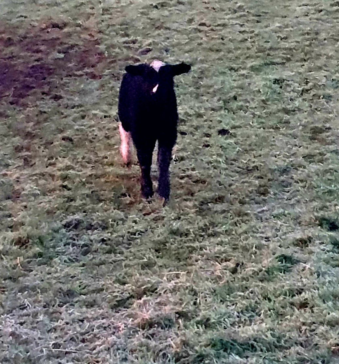 Well Well Friday again and its back to the weekend, it was a cool morning walk, plenty of ice just before daylight, but looking like a more settled day, so get out for that daily walk and enjoy the sea air. <a href="/barrabest/">Barra Best</a>

#cushendun
#keepthelightson #everythingisgoingtobeallright