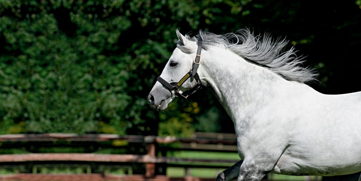It is with a heavy heart that we announce the passing of the 2003 Prix de l'Arc de Triomphe winner #Dalakhani.

He was a Champion racehorse and sired 10 Group 1 winners during his stud career. Dalakhani had been enjoying a peaceful retirement and was 21.

agakhanstuds.com/News/Article/3…