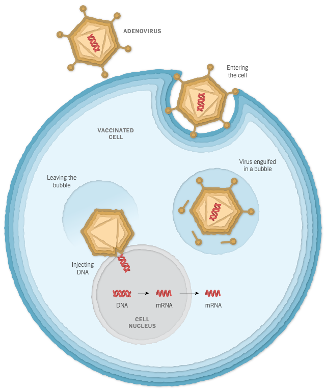 5/ Johnson & Johnson created a “viral vector”  #vaccine, in which an adenovirus (a cause of common cold) is used as a delivery service for instructions to create the  #coronavirus spike protein.  https://www.nytimes.com/interactive/2020/health/johnson-johnson-covid-19-vaccine.html?fbclid=IwAR33XeNnFisiJ8xizm0Iyoxtmdq__Fiis9zaDpsk7Q0nf8b62U_asNGw62o