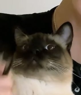 เตนล์หยุด                             พิบอกให้หยุด