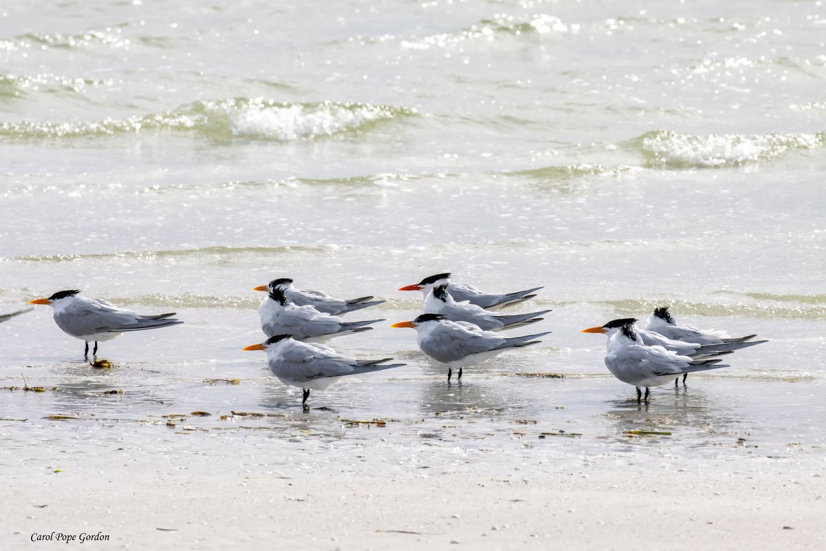 carolpopegordon's tweet photo. Royal Terns at Sanibel Island. I don't know what they were watching but it must have been good. I would like another turn at the beach. #virtualvaction #birds #birdphotography #wildlifephotography #TwitterNatureCommunity https://t.co/wTFKXvvMjP