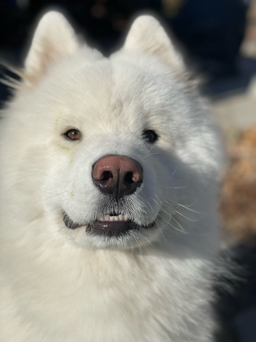 LeonVanSam's tweet image. Here r my eyes,
They look for ur treats,
Here is my tail,
It wags when I greet,
Here is my bref,
It smells like roast beef,
And here r my chompers
But I call em TEEF.