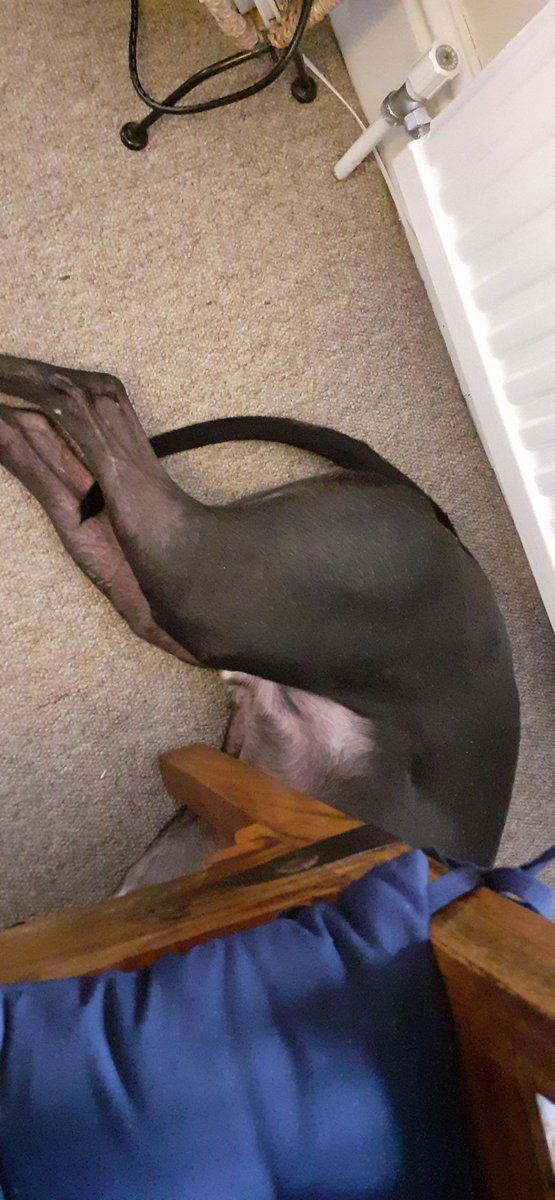 DisabilityJ's tweet photo. Happy Friday 15th Jan 2021 🙂
My pooch has taken to lying under the dining chair I'm sat on!
I thought it was loving loyalty
Turns out he's near the radiator!
Cerebral Palsy (me) & the dog need heat
The heating bill is awaited...
#DisabilityCosts https://t.co/tAC4EBVSdb