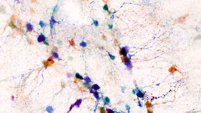 Neuronline 🧠🔬 tweet media