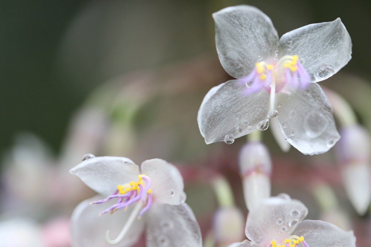 進士 素丸 日本には雨に濡れると透明になる花がある