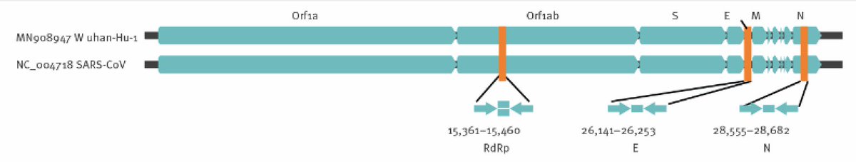 b) Use of single: looking for 1 genetic section of the virus instead for 2 or 3 reduces the accuracy of the test. 11/n