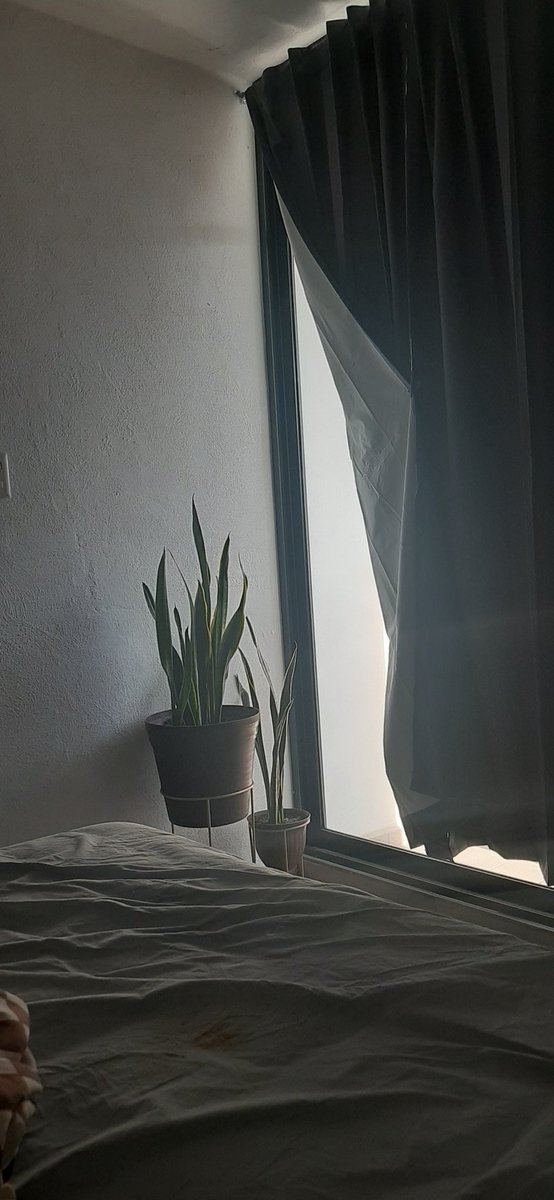 fitorudy's tweet photo. Porque ellas necesitan luz natural. #plantas #interior #luzSol #plantasInterior https://t.co/5nLIILxisU