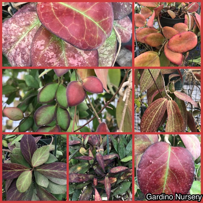 Watch Hoya Plants's leaked NSFW photo on TwXstars