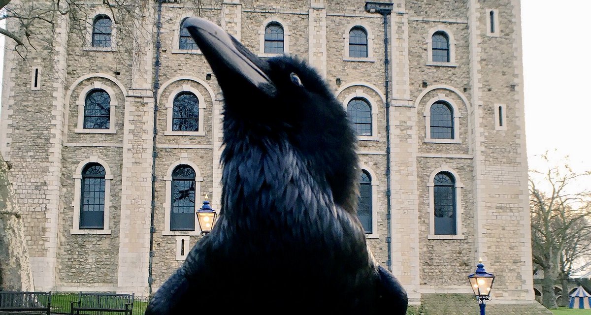 Thanks to everyone who’s been sharing their well-wishes and memories of Merlina We’ve also been receiving a lot of questions (“why do you keep ravens at the Tower?”, “is the kingdom in danger?”) so we thought: time for a raven refresher!  (1/10)