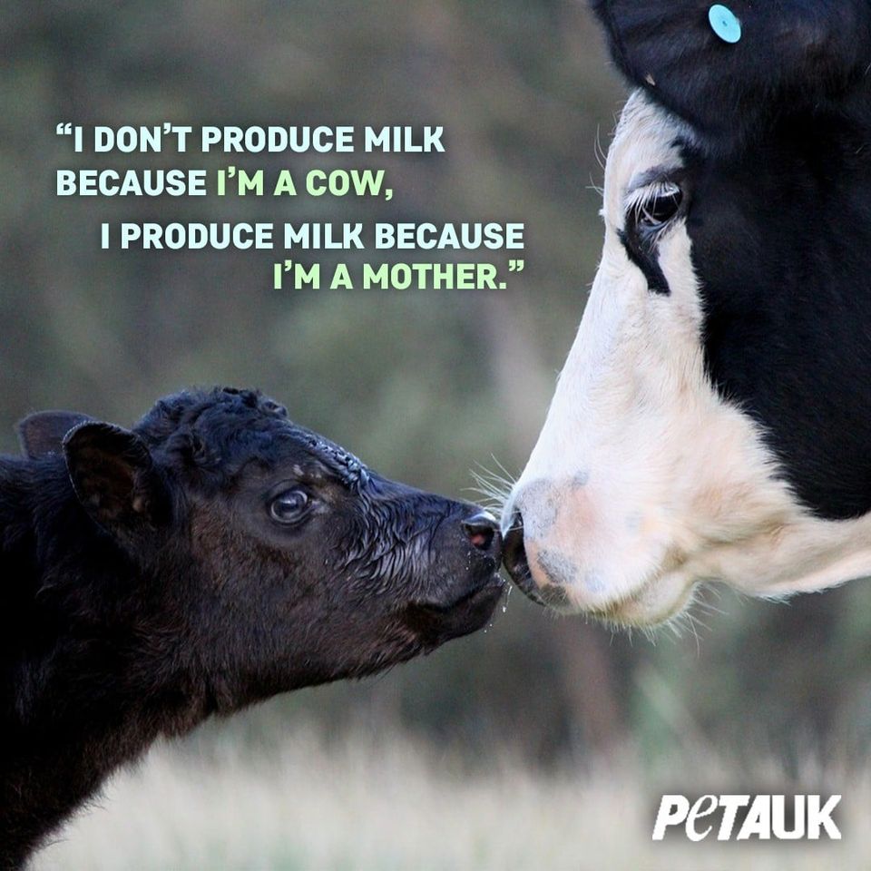 PETAUK's tweet photo. This. EXACTLY this. 👇

https://t.co/Z7yKjRkmQ8