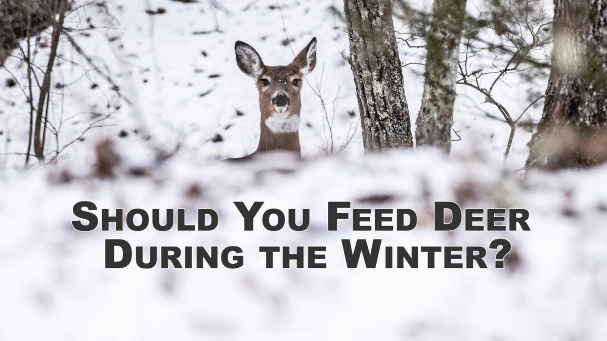 TheDHP_'s tweet photo. Should You Feed Deer During the Winter? We answer this question in today's Friday Fact or Fiction!

https://t.co/vvpqYsnA5F https://t.co/vAoK4nIiyW