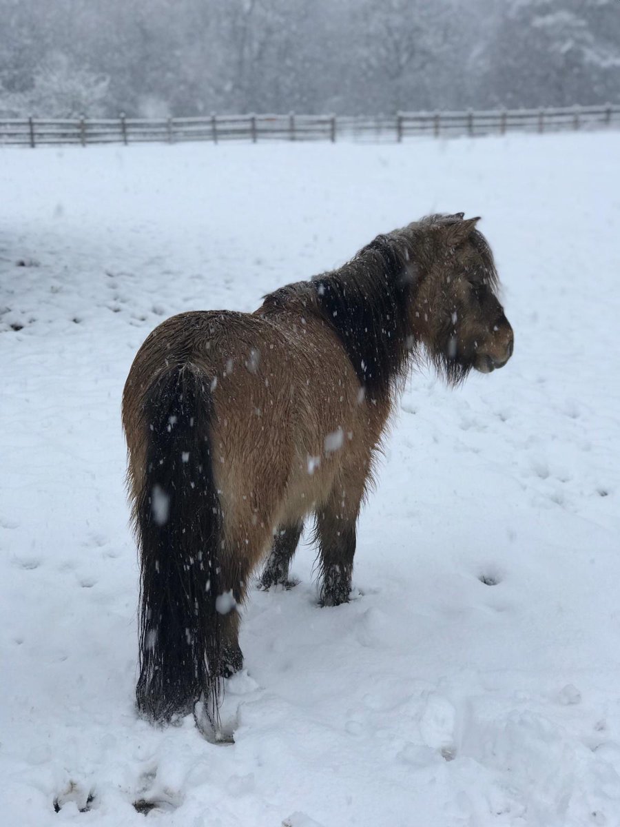 HopePastures's tweet photo. So much snow ❄☃️ our animals have all been well looked after by our staff and volunteers today. Difficult travelling conditions meant some walked in,  making their journey time nearly 3 hours  
#leedssnow #Lockdown3 #yorkshire #hopepastures #horsesanctuary https://t.co/yMzmIQcszu