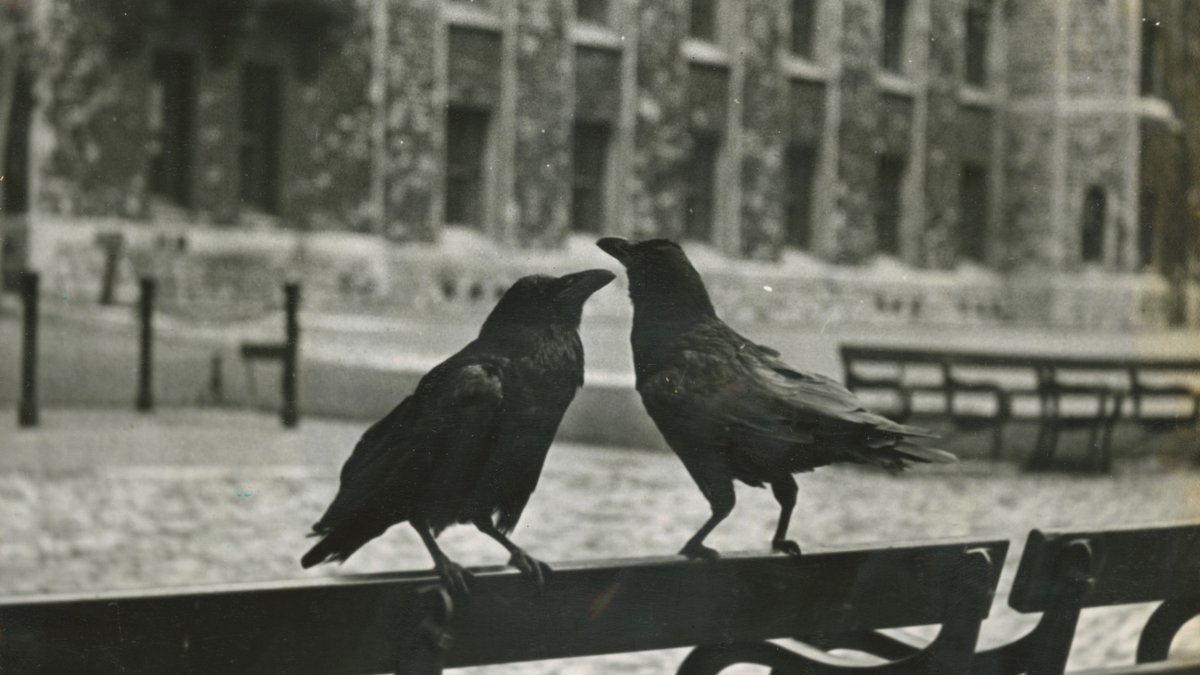 John Flamsteed flounced off to his new purpose-built Royal Observatory at Greenwich, and the ravens have been the symbolic guardians of the Tower of London ever since! (9/10)