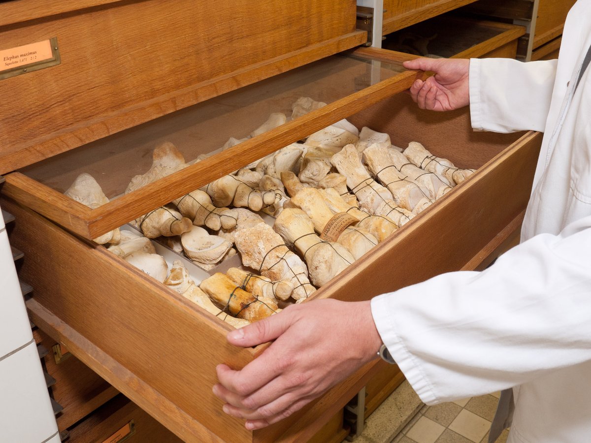 Are you an early-career researcher working with #naturalsciences #collections? Take your chance and win beautiful prizes!🥇cetaf.org/news/apply-e-s… <a href="/eurotaxonomy/">CETAF</a>